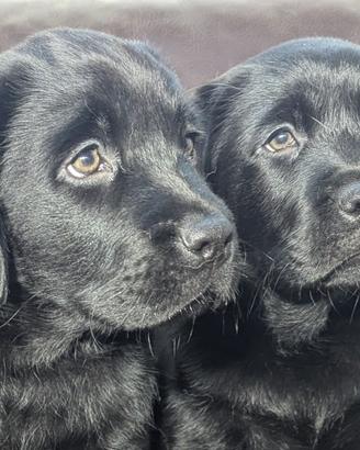 Cuccioli Neri Labrador