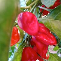 Pianta di HABANERO RED