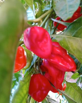 Pianta di HABANERO RED
