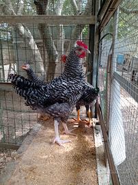 Gallo amrock