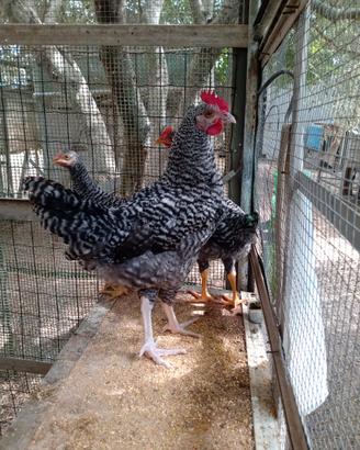 Gallo amrock