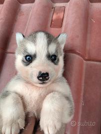 Husky siberian originali