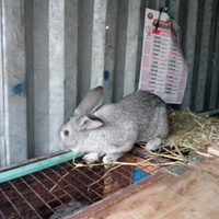 Coniglio maschio grigio di Carmagnola puro