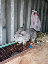 Coniglio maschio grigio di Carmagnola puro