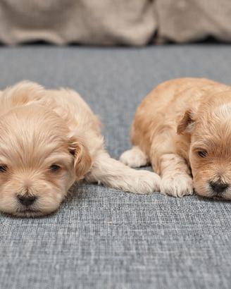 Maltipoo genitori toy visibili