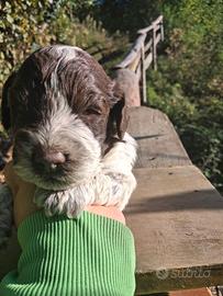 Lagotto romagnolo cucciolo tartufo