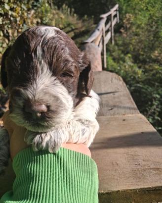Lagotto romagnolo cucciolo tartufo