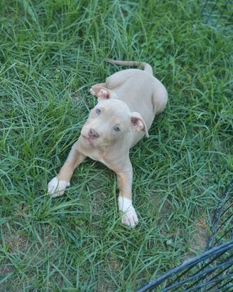 Pitbull tricolor