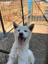 Cucciolone di Akita Inu