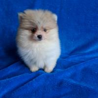 Stupendi cuccioli di volpino di Pomerania