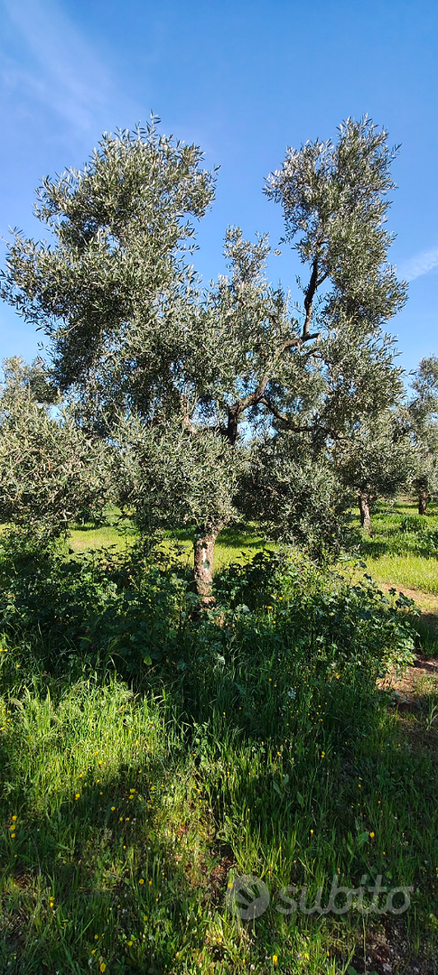 Terreno a 1 km da Mariotto - Vista 6