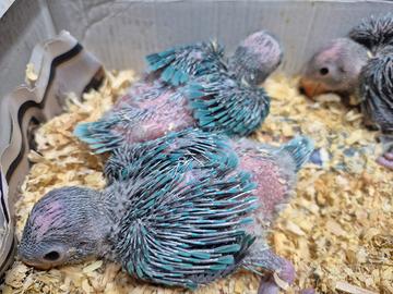 Parrocchetti dal collare e monaci