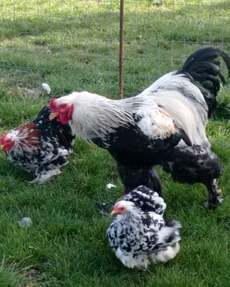 Galline