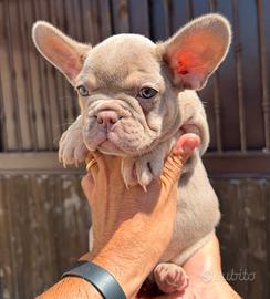 Bulldog francese femmina