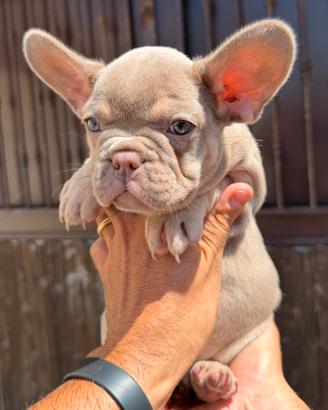 Bulldog francese femmina
