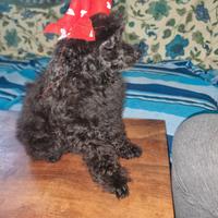 Cucciola barboncino toy femmina