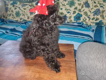 Cucciola barboncino toy femmina