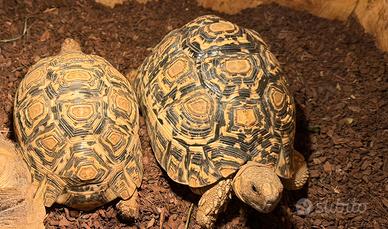 Tartarughe pardalis