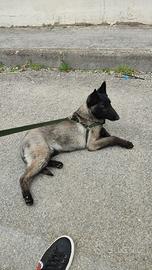 Pastore belga malinois