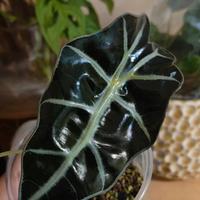 alocasia polly baby