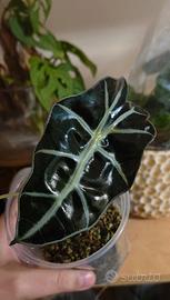 alocasia polly baby