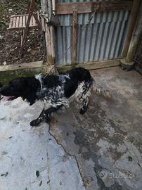 setter inglese 