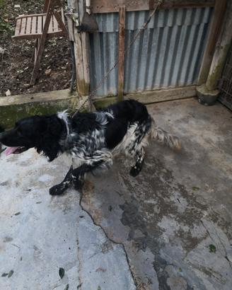 setter inglese 