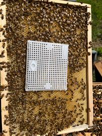 Gabbia Blocco covata Ape regina