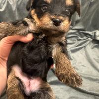 Yorkshire cuccioli su prenotazione