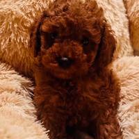 Cuccioli di barboncino Toy Red