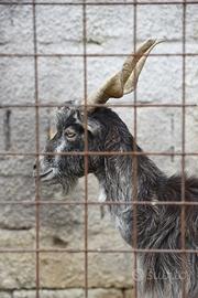 Capra mamma e figlia