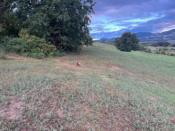 Setter Inglese tutta caccia