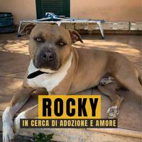 Rocky dolcissimo Pitbull in Adozione solo amore