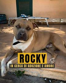 Rocky dolcissimo Pitbull in Adozione solo amore