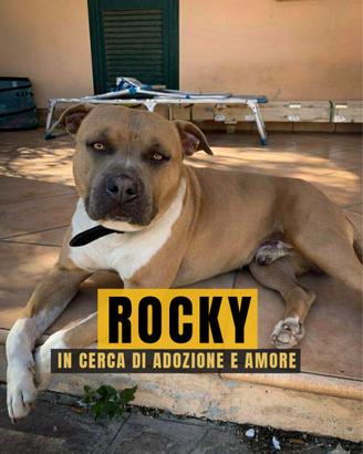 Rocky dolcissimo Pitbull in Adozione solo amore