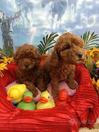 Colore Rosso Cuccioli Barboncino Red 