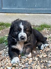 Adorabile cucciolo di probabile taglia grande