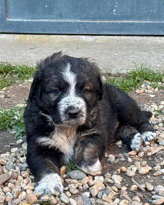 Adorabile cucciolo di probabile taglia grande