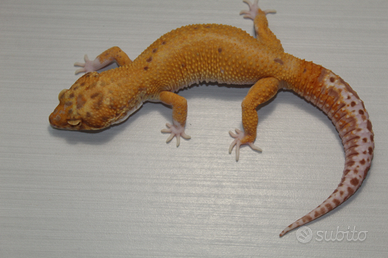 Geco leopardino
