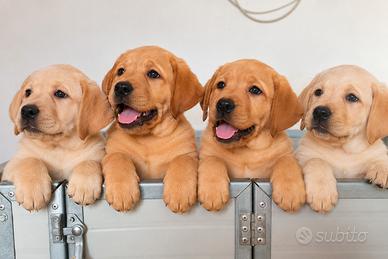 Cuccioli di Labrador giallo-red fox-PEDIGREE ENCI