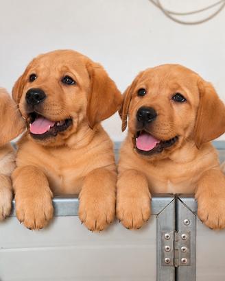 Cuccioli di Labrador giallo-red fox-PEDIGREE ENCI