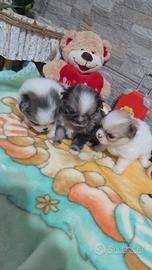 Chihuahua Toy
