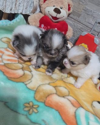 Chihuahua Toy