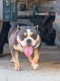 Femmina di American Bully Pocket tricolor