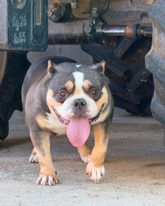 Femmina di American Bully Pocket tricolor