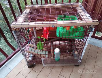 voliera × pappagalli cenerini conigli parrocchetti