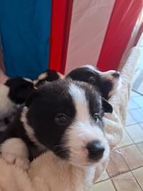 Maschio border collie
