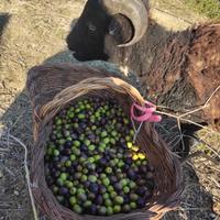 Montone d ouessant marrone scuro