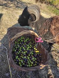 Montone d ouessant marrone scuro