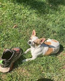 Chihuahua di 4 anni